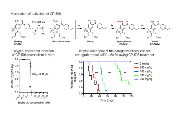 Selectively targeting Tumor Hypoxia with the Hypoxia-Activated Prodrug CP-506
